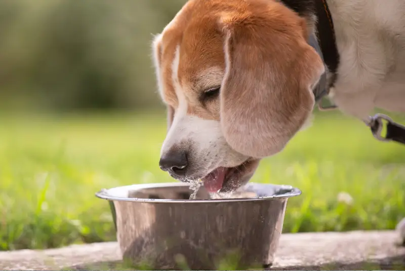 cane beve acqua depurata